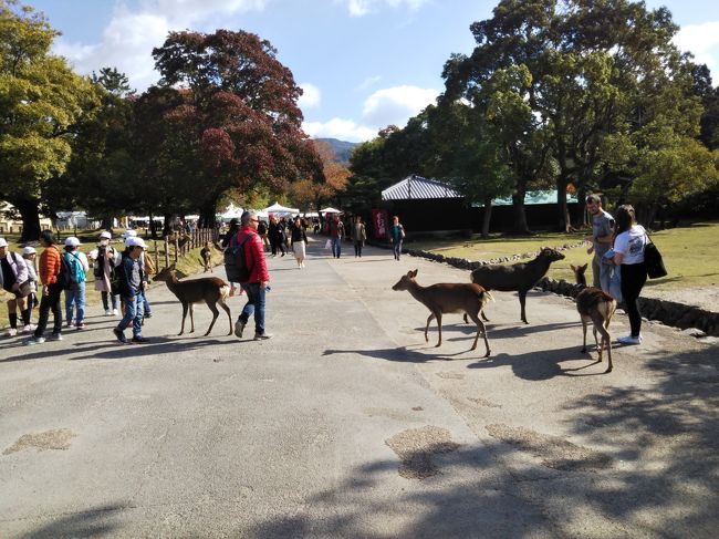 外国人観光客もシカに嬉しそうにエサをあげていました。<br /><br />シカ専用エサは一束200円でいたる所で売られています。