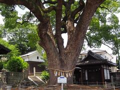 後で調べたところ艮神社というところだったようです
旅の安全をお願いしてきました
御神木なのかな？大きな楠が爽やかでした