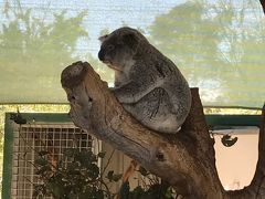 3日目
おそらくオーストラリアへ来るのはこれが最初で最後だろうから
やはりコアラは抱っこしたいよね、と言う私の希望でコフヌコアラパークへ。
パース市内の動物園にもコアラは居るけど抱けるのはパースではここだけです。
交通の便が悪いのでツアーを申し込んだ所、客は私達二人のみ。
日本語をしゃべる現地のおじさんがミニバンでガイドしてくれました。