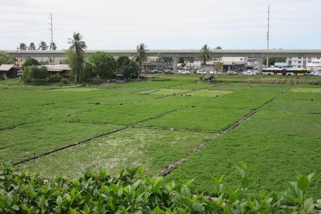 パールリッジセンターは2つのエリアに分かれ、それぞれにバス停あります。自分は最初のパールリッジセンターのバス停じゃなく、水田（クレソン）を越えた次のパールリッジセンターで下車。