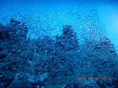 休憩後、本日のラスト3本目
ポイント；阿嘉島・うなん崎
水温；24.5℃
潜水時間；40分
最大深度；18.2ｍ
平均水深；11.9ｍ
透明度；25ｍ

潜ってすぐに、スカシテンジクダイの群れ