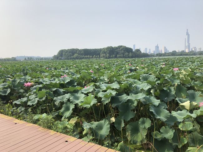 蓮子の葉畑がとにかく広く多数ありました