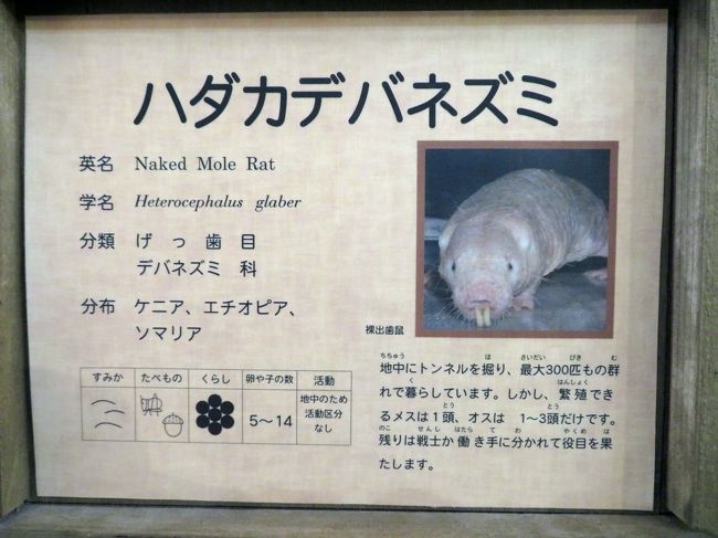 埼玉こども動物自然公園でレッサーパンダとコアラの赤ちゃんに会いたい 1 園内紅葉景色と久しぶりの売店とエコハウチュー 帰りは蔵の湯温泉寄り道 東松山 埼玉県 の旅行記 ブログ By まみさん フォートラベル 埼玉こども動物自然公園でレッサーパンダとコアラの赤ちゃんに会いたい 1 園内紅葉景色と久しぶりの売店とエコハウチュー 帰りは蔵の湯温泉寄り道 東松山 埼玉県 の旅行記 ブログ By まみさん フォートラベル