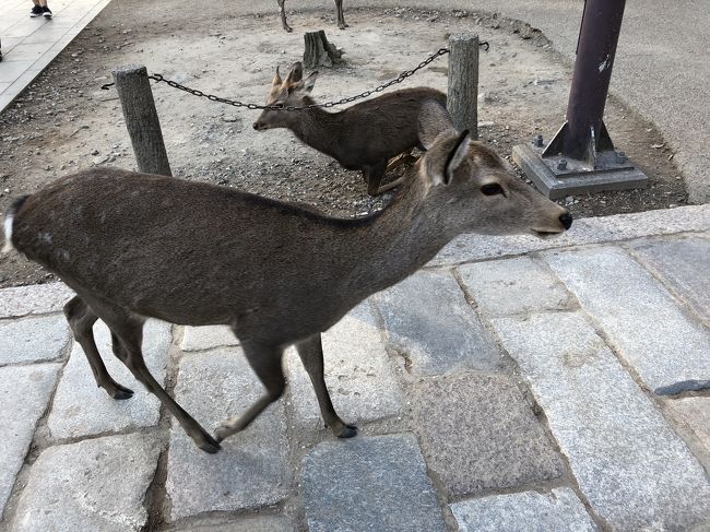 南大門前にいた鹿