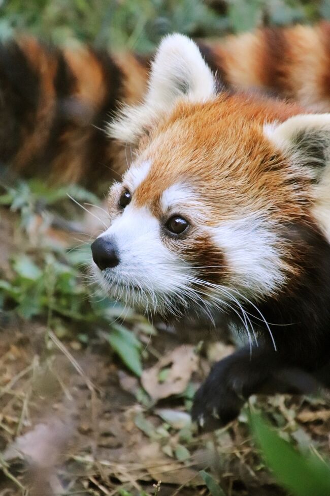 埼玉こども動物自然公園でレッサーパンダとコアラの赤ちゃんに会いたい 3 終日展示になったレッサーパンダの赤ちゃん見放題 みやびちゃんの夕食付 東松山 埼玉県 の旅行記 ブログ By まみさん フォートラベル 埼玉こども動物自然公園でレッサーパンダとコアラの赤ちゃんに会いたい 3 終日展示になったレッサーパンダの赤ちゃん見放題 みやびちゃんの夕食付 東松山 埼玉県 の旅行記 ブログ By まみさん フォートラベル