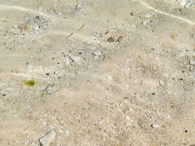 とても海の水が澄んでます