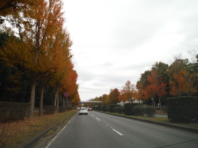 宇宙センターで研究学園都市の雰囲気を味わったところで、つくば市街を後にし筑波山へ。通りの木々も色付いてきています。