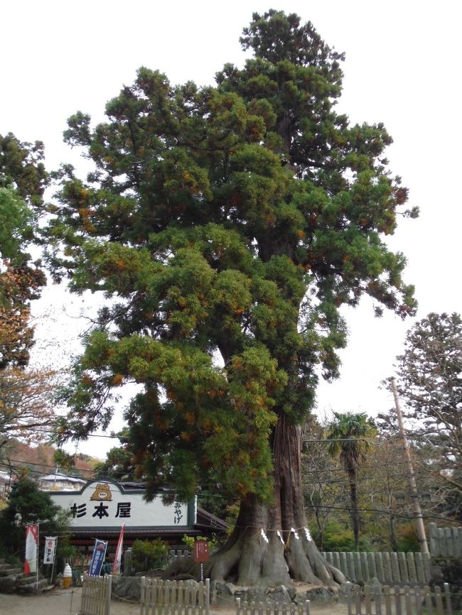 「大杉」。樹齢およそ700年ということです。