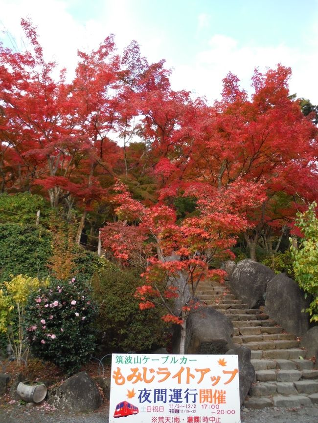 見事に染まってますね。暗くなってからはライトアップもあります。