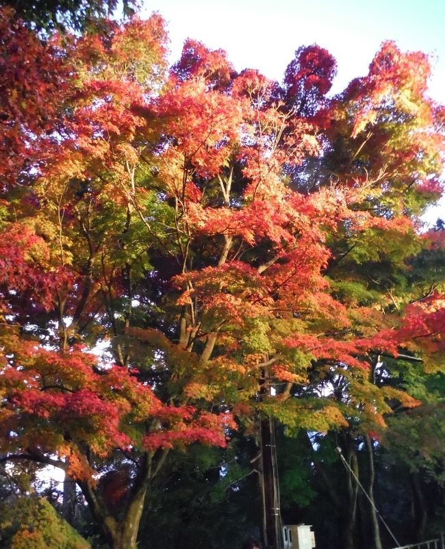 夕暮れのライトアップも、鮮やかさが強調されてなかなか良いですね。