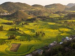 混雑していましたが、夕刻ぎりぎりに到着した羅平。
渦巻き状の菜の花畑、牛街です。