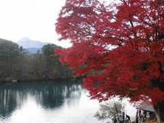 みんな同じ写真ばかりになるのは、紅葉が素晴らしいのは、実はこの木だけなのです。
