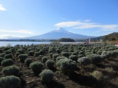 大石公園に移動。
ラベンダー越しに見た富士山です。