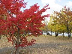 大池公園
河口湖大橋の南側にある湖畔の公園です。イチョウとポプラの黄色い紅葉がきれいでした。外国人観光客が多く、紅葉しているモミジの前で写真を何枚も撮っていました。湖畔に建つ湖上の女神像は、北村西望の弟子である名鷲岳了の作品で、遠くから見た時北村西望の作品かと思いました。
外国にいるような雰囲気で、散歩するための公園のようでした。
