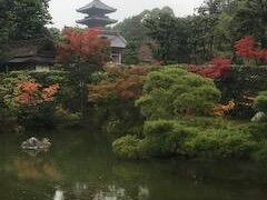 龍安寺から徒歩で仁和寺に下って行きました。金堂に続くカエデがかなり真っ赤だったのが強く印象に残っています。写真は正門入って左側にあるお庭。ちなみに今回訪れた天龍寺、龍安寺、仁和寺は世界遺産です。京都世界文化遺産の神社仏閣は17ヵ所（滋賀の比叡山延暦寺を含む）ありますので、是非、訪れてみてください。
～今年は鎌倉の紅葉を見に行きます。