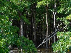 西表島のマングローブです。