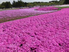 本栖湖富士芝桜まつりへ。
ピンク色の絨毯が広がり、とても綺麗でした！
