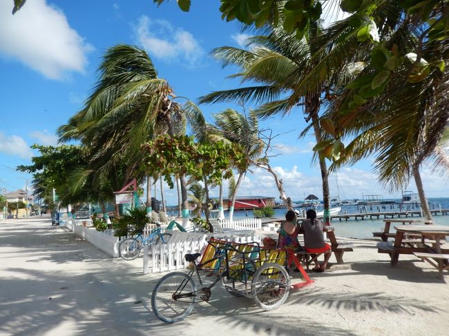 ヤシの木の葉を見ると、風の強さが分かる。