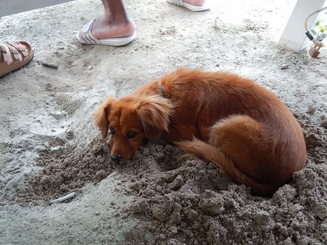 近くのフルーツ屋さんでｵﾚﾝｼﾞｼﾞｭｰｽ購入。<br />おっきいペットボトルに果汁100％の搾りたてを入れて売っている。<br />店先のベンチで休んでたら、足元のワンコが砂を掘って、体を冷やしていた。<br />すんごい暑いのだ。