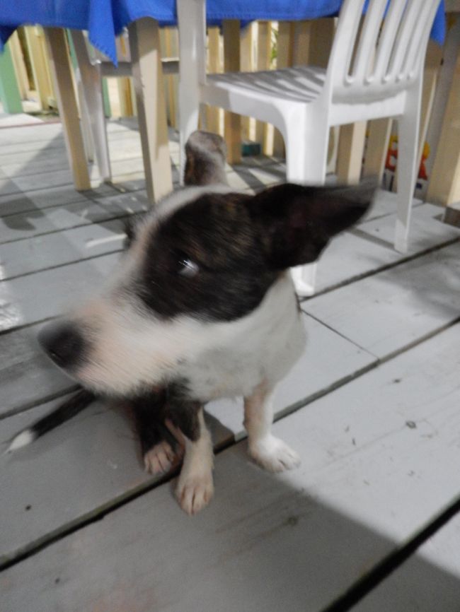 宿へ戻り、休んでいた友人と合流。<br />適当に入ったレストランでナチョスの夕飯。<br />スイカのカクテルがすんごい美味しかった。<br /><br />このワンコは歩いてるときに足の甲をペロッとしてきて、アピール。