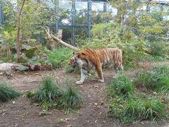 園内に入って最初の檻は　アムールトラ　

名前は　アイ
