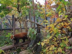 レッサーパンダの屋外展示場