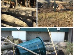 多分シェーンブルン動物園
だと思います。
近くにあったので
なんとなく行ってみました。

迷って入ってきたところを
ぐるぐる回っていただけで
園内の2割も見てなかった
気がします…。