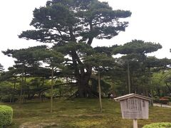金沢といえば兼六園。根上り松は威風堂々とした立派な枝ぶりでした。
長年の庭師の方々の技術を感じますね。