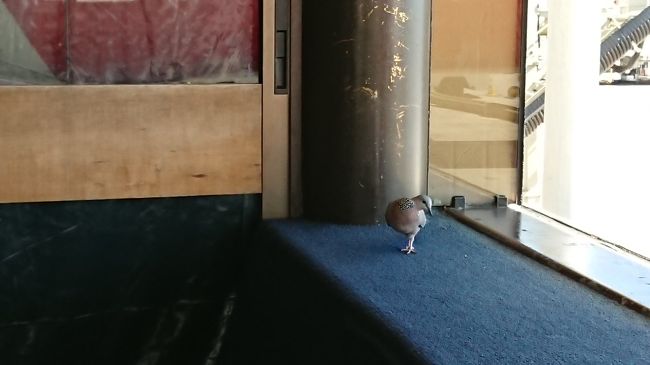 指定時間にゲートへ行くと屋内だけど鳥が。