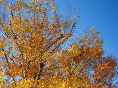 朝、9時半に都内に集まり出発し、11時半ぐらいに「つくばエキスポセンター」に到着しました。
結構、肌寒く、紅葉も良い感じに?
