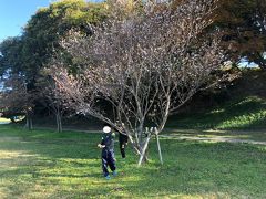 舞鶴公園の秋から冬にかけて咲く桜の木