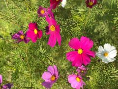 とても綺麗に咲いているコスモスの花
色の種類も花びらの種類も多様です