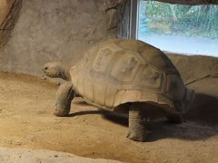 は虫類館に移動　

アルダブラゾウガメのお出迎え