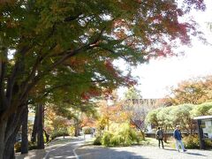 公演を後にし、隣にある「県立自然の博物館」の周辺を見て廻る。
ここも紅葉が色とりどり。