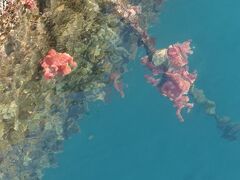 上陸が出来なかったので高島に立ち寄り。
岸壁に張り付いてた赤い海藻のようなものを見つけて聞いてみると、これは珊瑚の一種だそう。
