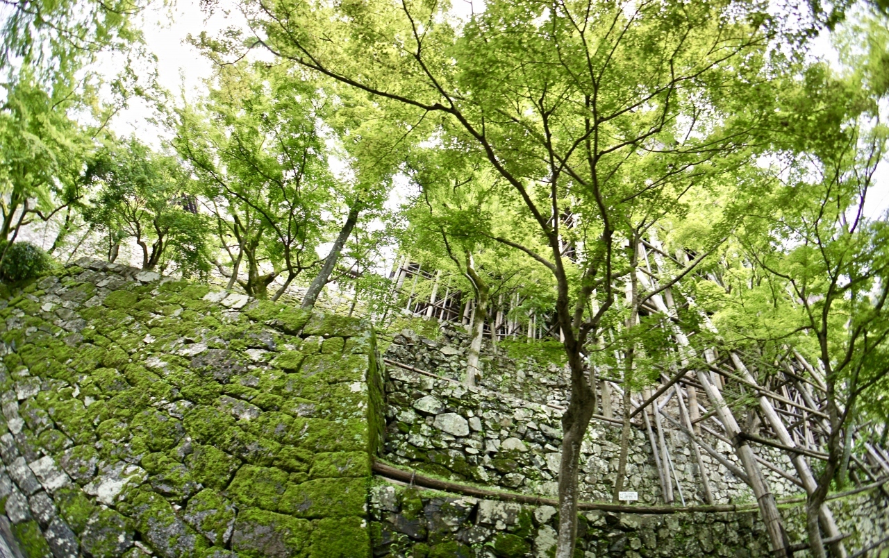 【清水の舞台を目指してみる】

ところが、この舞台は、いつ建造が行われたのか等がわかっていないそうで、逸話なども諸説あり、その多くの謎だらけなんだそう....