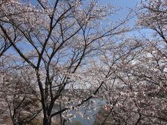 ダム湖周辺にも桜が。