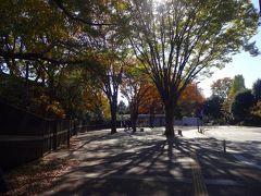 神奈川の自宅から多磨霊園へは車で一時間強ですが、今日は渋滞もなく早い時間に参拝できました。

その後、ここ神代植物公園にやってきます。

多磨霊園からは車で１０分もかかりません。

晩秋の低い太陽が木々の影を長く引き伸ばしていますーー。