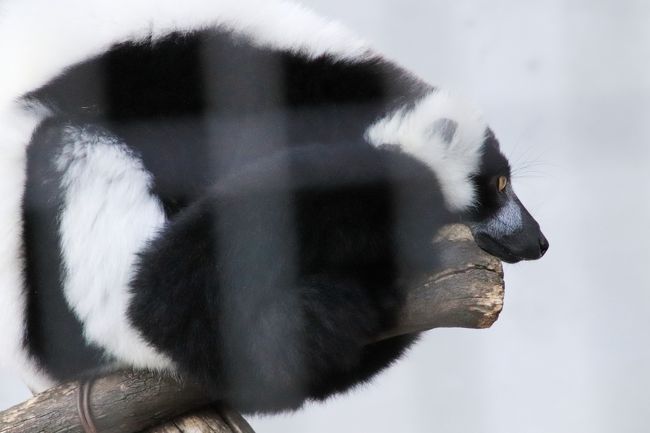 紅葉日和に当たった広島山口レッサーパンダ遠征 ５ 安佐動物公園 楽しみだったニホンカモシカの赤ちゃんからマルミミゾウまで見られたその他動物 安佐 広島県 の旅行記 ブログ By まみさん フォートラベル