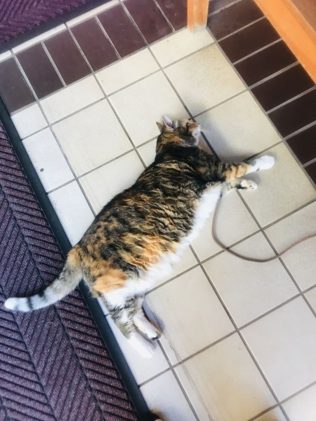 ホテルスタッフ、マイリー！<br />呼ぶと、ニャーと答えてくれます。