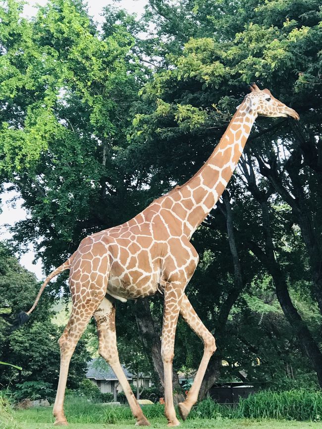工事中で一般公開していないキリンさんをこんな近くで見れました。