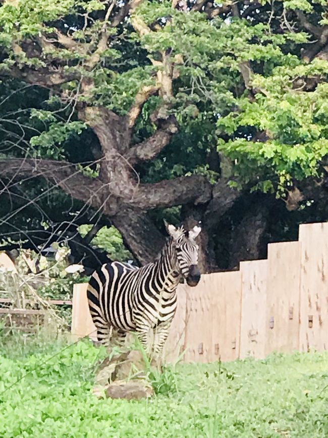 シマウマさんもキリンさんと同じエリアにいます。