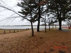 この反対側にある丹頂鶴自然公園で鶴を見て急いで帰ります。
鶴は11 羽いて1羽なくなって10 羽になったと聞いた。
2羽を中国から借りて繁殖の努力をしているそうです。
取り敢えず雨で早くバスに戻りたい。
総勢34 人のうちここまで来たのは10 人もいなくて途中で引き返しました。
