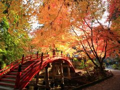 10：00　世羅　今高野山龍華寺（いまこうやさん りゅうげじ）神之橋

三色見頃。
橋の前で記念写真を撮る人は多いけど渡る人は少ない。


拝観料　無料
駐車場　無料