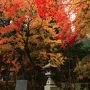 広島・岡山　紅葉めぐり～古保利薬師、吉水園、筒賀大歳神社、普門寺、木山寺、国清寺