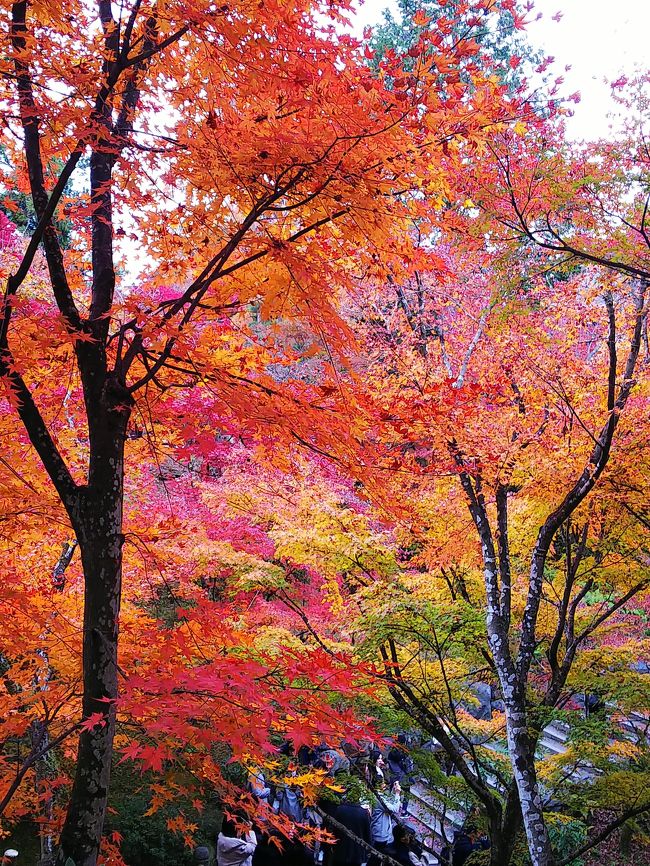 滋賀 京都の紅葉とパワースポット旅 八瀬 大原 貴船 鞍馬 京都 の旅行記 ブログ By Guttimonさん フォートラベル