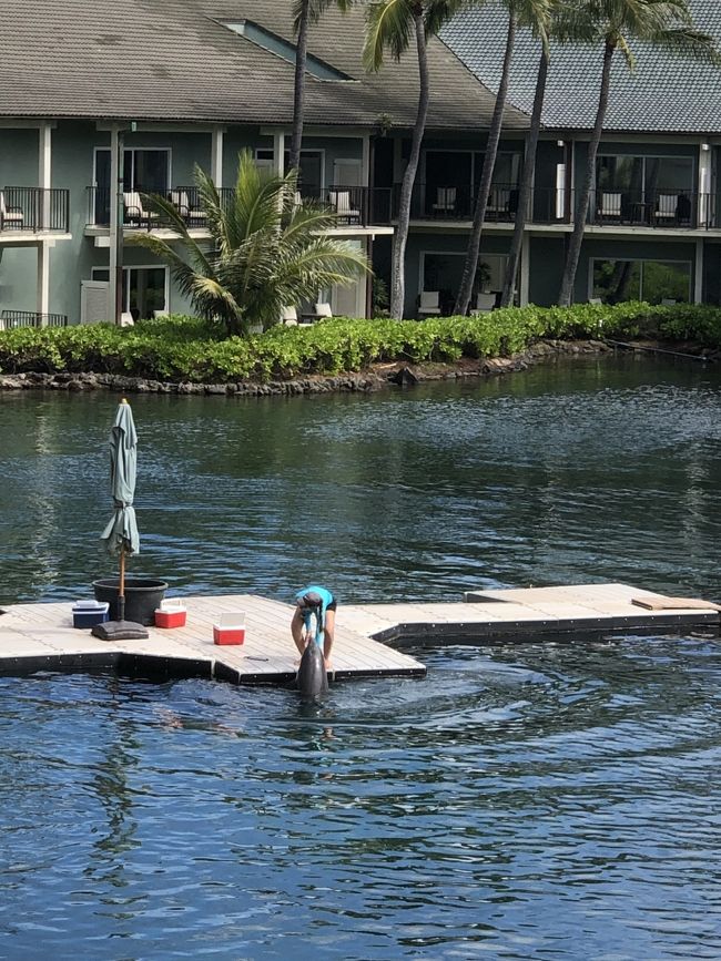 イルカちゃんも見れました。