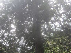 本堂の裏には都内最大のタラヨロの木
樹高約19m、幹周り約2.5mで､都の天然記念物に指定されています