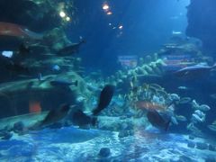 ロンドン水族館（Merlin Entertainments）
日本の水族館と比べると小さく目新しいものも無いです。
