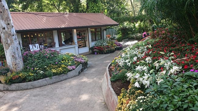 花のレストランガーレー<br /><br />次は、まずは腹ごしらえ！<br />初めてのタイ料理　万歳<br />ここは人気のあるレストランのようですね<br />ただ、初めてタイで口にしたのは、バンコクエアの機内食です　微妙。。。<br />ワットドイステープから、山を下って、チェンマイ大学の敷地内走って到着。日本人の方の自家用車で移動しました。<br />敷地内にはカラフルな花が咲き乱れてました。<br />心癒されること間違いなし<br /><br />※旅行記が頭になくって、、自分を写したりしてて、投稿用の写真が無く残念。<br />広い敷地のあちこちにカラフルな花がたくさん咲き乱れてて、花の公園？って思うほどです。<br />次回はリベンジ